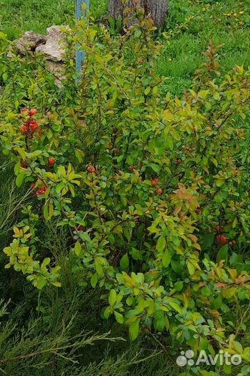 Растения цветы для сада