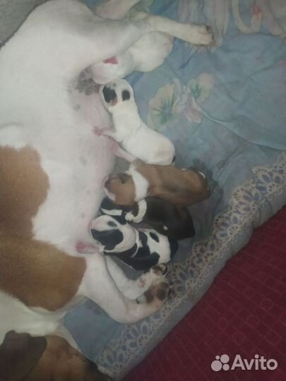 Щенки джек Рассел терьер гладкошерстный