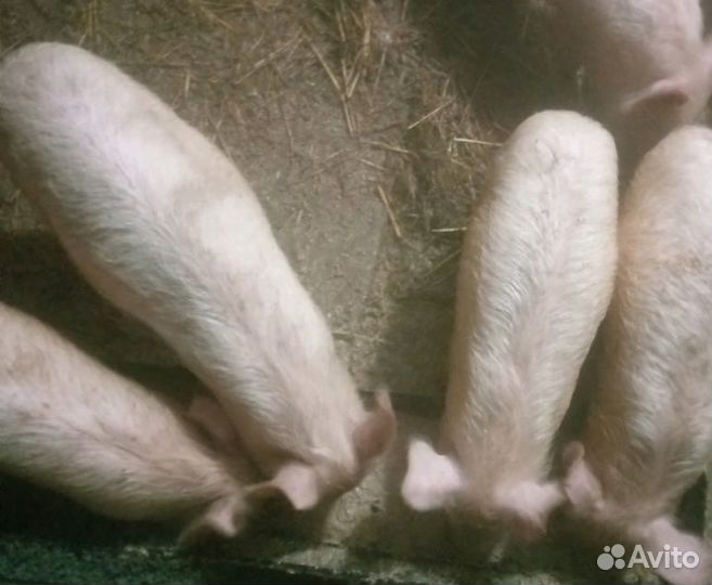 Продаются поросята