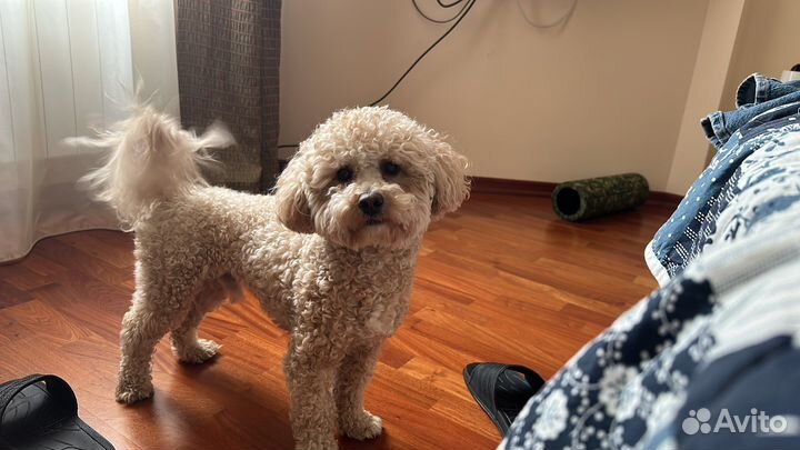 Собака для фотосессии (мальтипу)