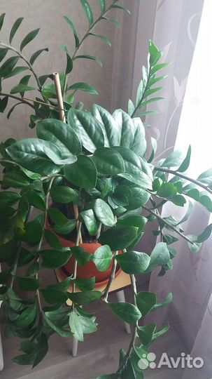 Замиокулькас