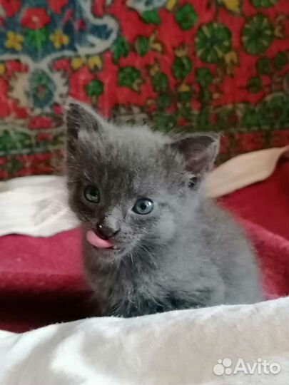 Отдам котят