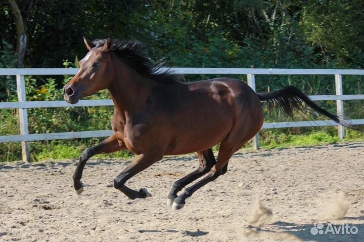 Конные прогулки