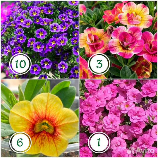 Калибрахоа