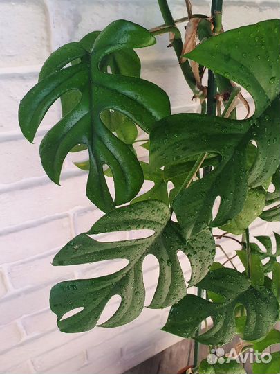 Традесканция нанук