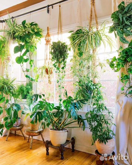 Комнатные растения на заказ