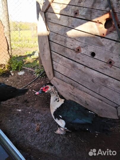 Селезень индоутки