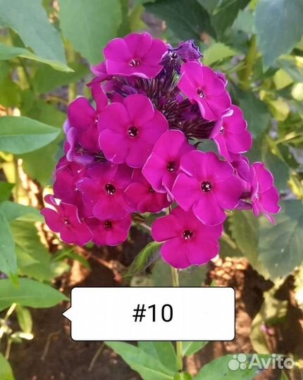 Флоксы. 10 сортов