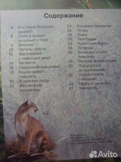 Большие кошки