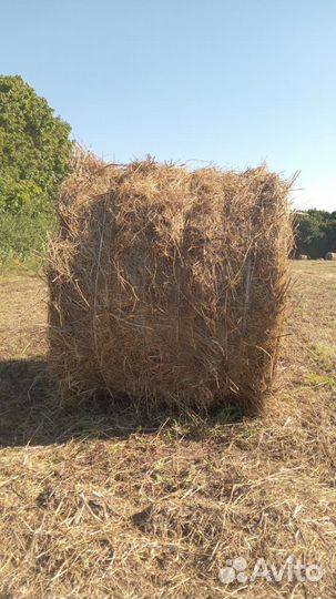Продам сено в рулонах