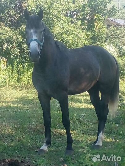 Лошадь жеребец