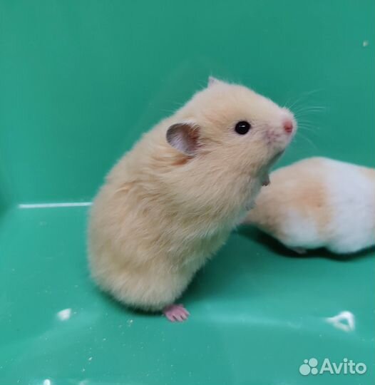 Сирийские Ангорские Хомяки Редкие Ручные