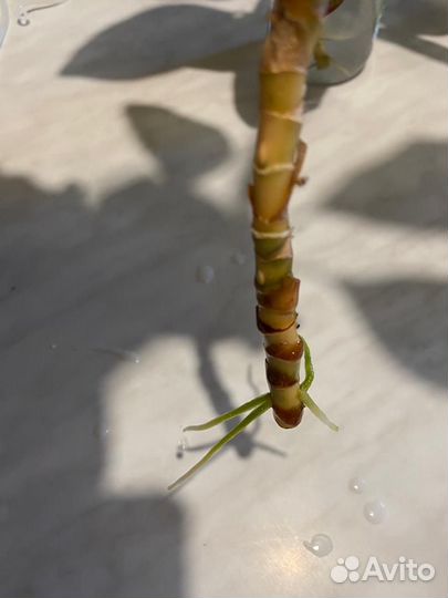 Аглаонема Крит