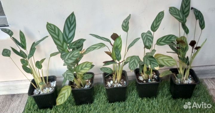 Продается калатея