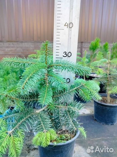 Пихта Нордмана