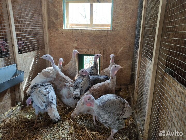 Индюки домашние