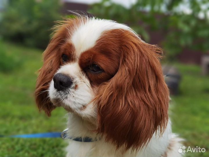 Кавалер жених