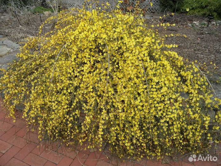 Жасмин голоцветковый