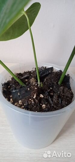 Антуриум красный