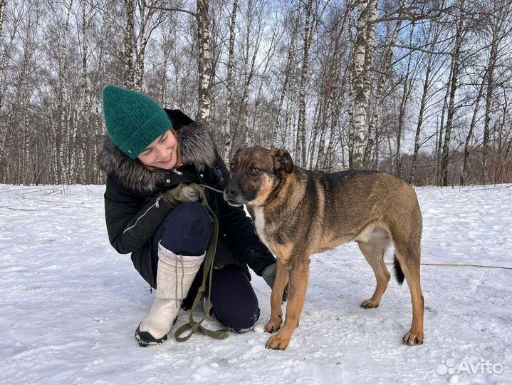Собака Добби мечтает о доме