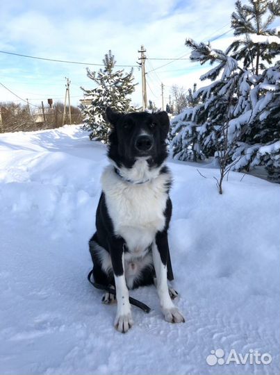 Собака в добрые руки