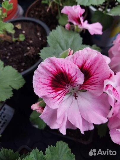 Герань пеларгония королевская