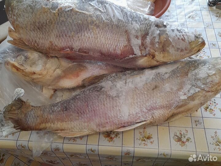 Свежая рыба жерех