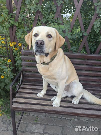 Кобель лабрадора вязка