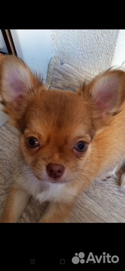 Щенки чихуахуа длинношерстные