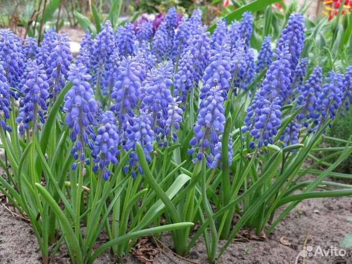 Луковичные растения