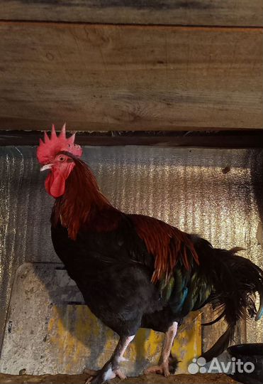 Петух Маран черно медный на племя