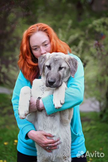 Турецкий Кангал