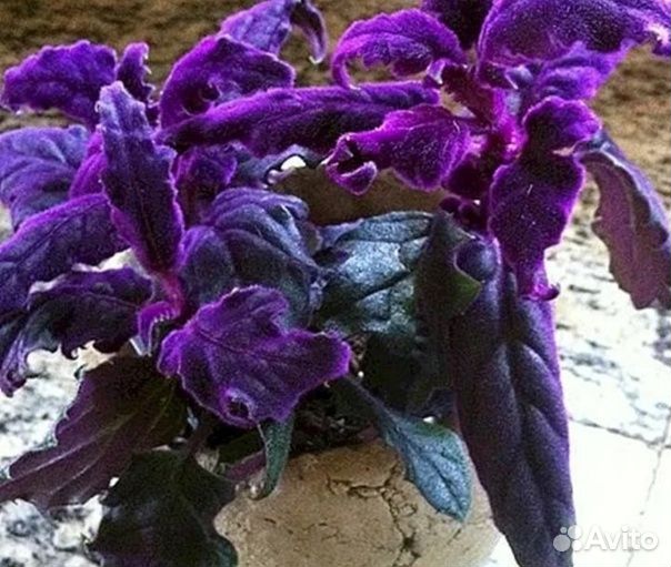 Комнатные цветы Гинура (Синяя птица)