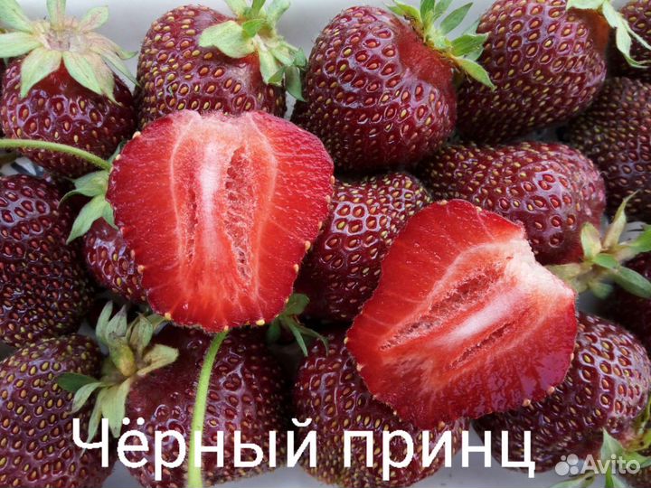 Рассада клубники