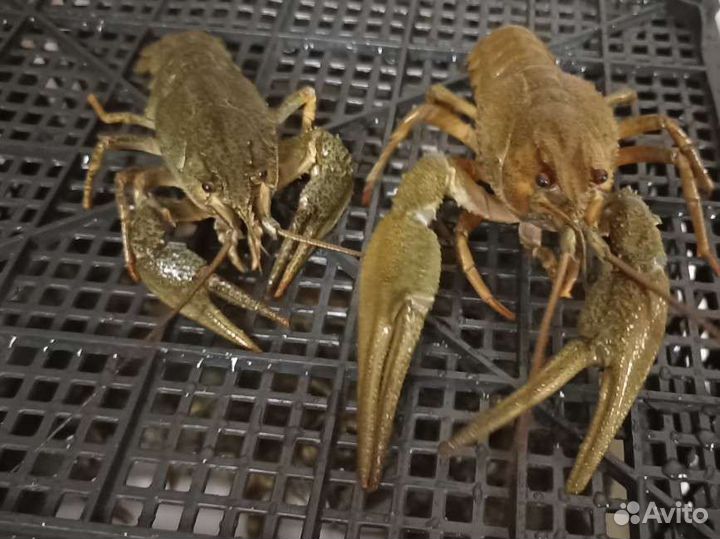 Живые раки, вареные