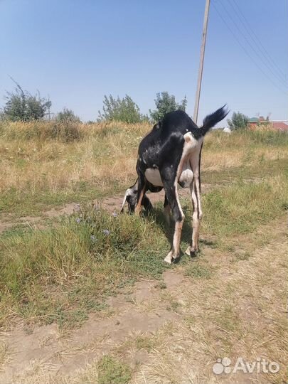 Козы