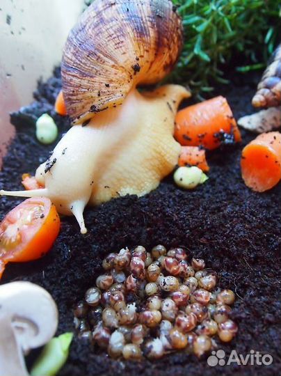 Улитки ахатины бесплатно