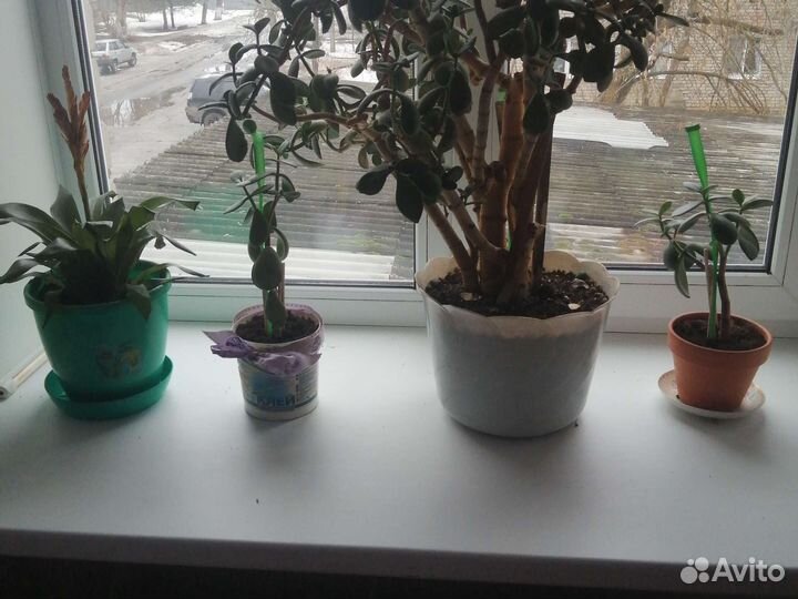 Комнатные цветы