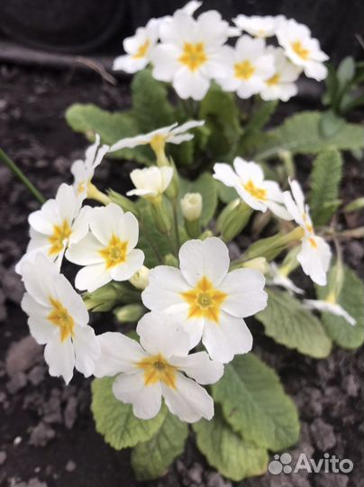 Садовый цветок Примула