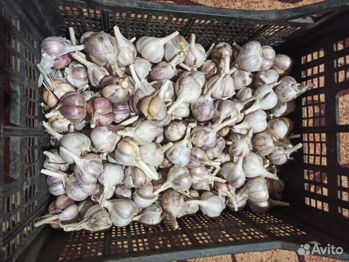 Озимый чеснок