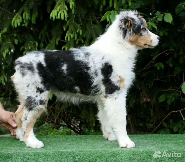 Щенки Аусси