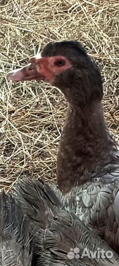 Селезень индоутки