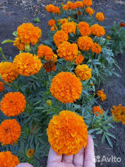 Бархатцы низкорослые. Семена