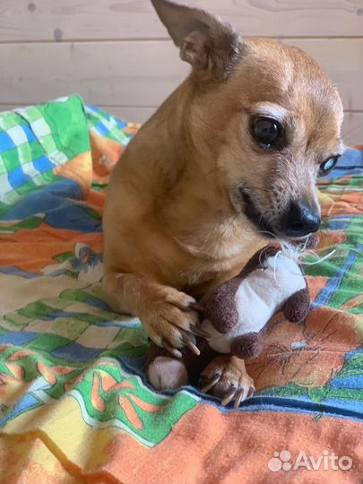 Маленький той-терьер Лаки в добрые руки