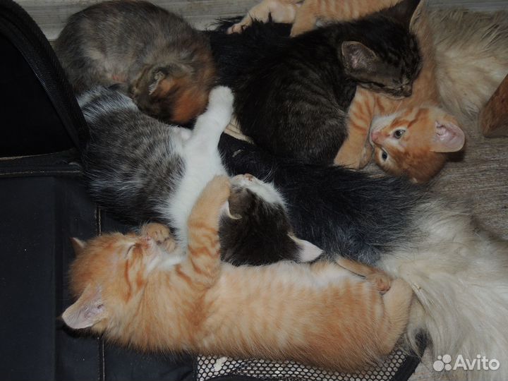 Котята в добрые руки даром