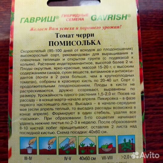 Рассада помидор