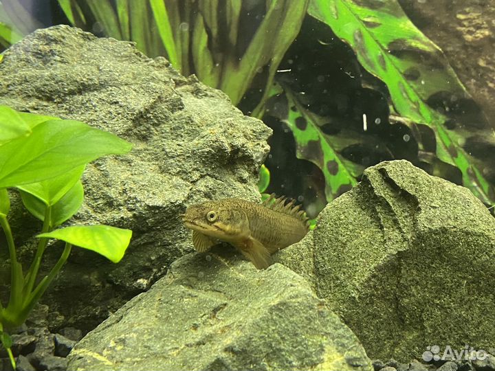 Полиптерус