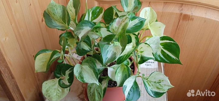 Эпипремнумы сортовые