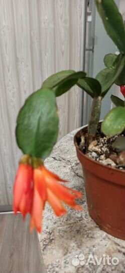 Декабрист шлюмбергера оранжевый