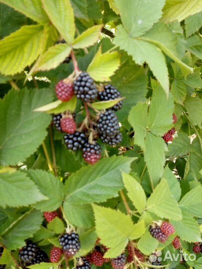 Ежевика саженцы